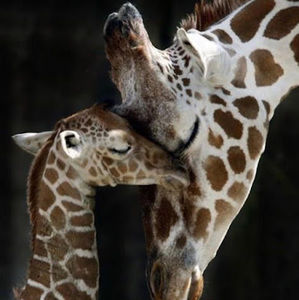 Meet your Posher, Jody